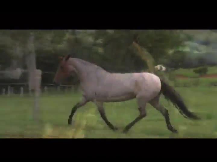 Confira documentário O Cavalo do Mundo