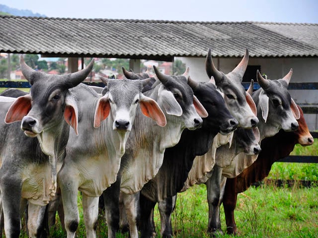 Guzerá é versátil para a produção de carne e leite - Canal Rural