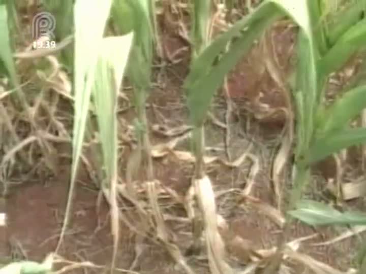 Embrapa e Unicamp assinam convênio para desenvolver plantas mais resistentes ao clima