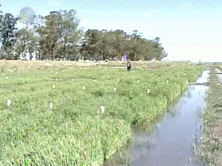 Pesquisa inédita transforma o arroz em etanol e pode virar uma nova aposta para produtores