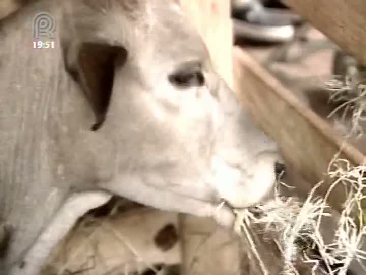 Presépio com animais reais chama atenção em Brasília