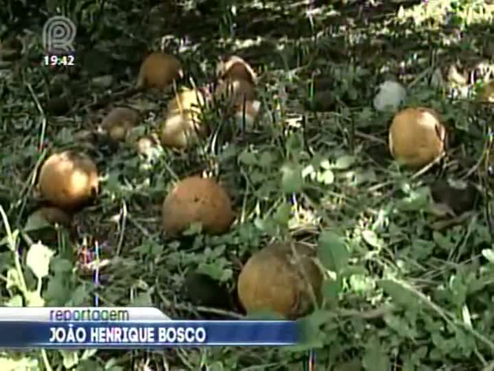 Preço da laranja de mesa sobe, mas não é suficiente para mudar perspectivas da citricultura paulista