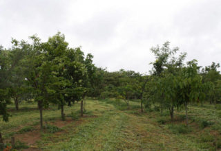 Fonte: Divulgação/Canal Rural