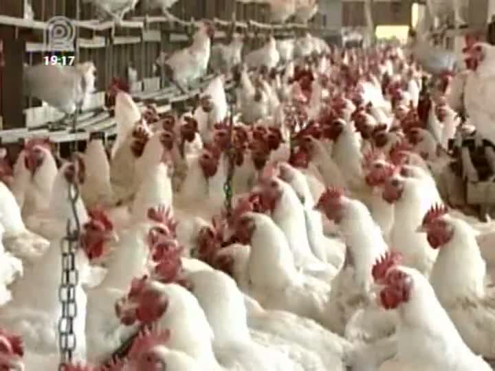 Festas de fim de ano não devem aumentar comercialização de aves e suínos, dizem especialistas