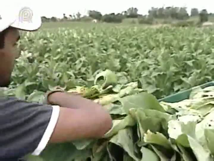 Agricultores gaúchos aguardam por regulamentação de lei que disponibiliza protetor solar gratuito