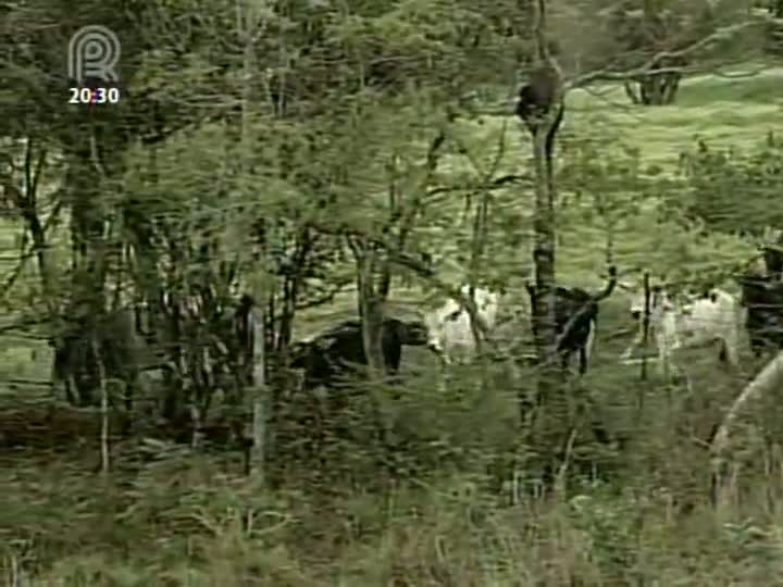 Especialistas debatem o Código Florestal no setor da pecuária