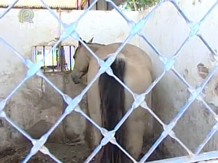 Doença preocupa criadores de cavalos e mulas em MG
