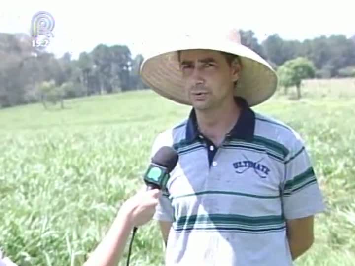 Plantio de pastagens específicas para a pecuária de corte e de leite é cada vez maior