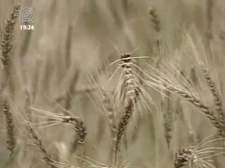 Clima afeta lavouras de trigo no RS