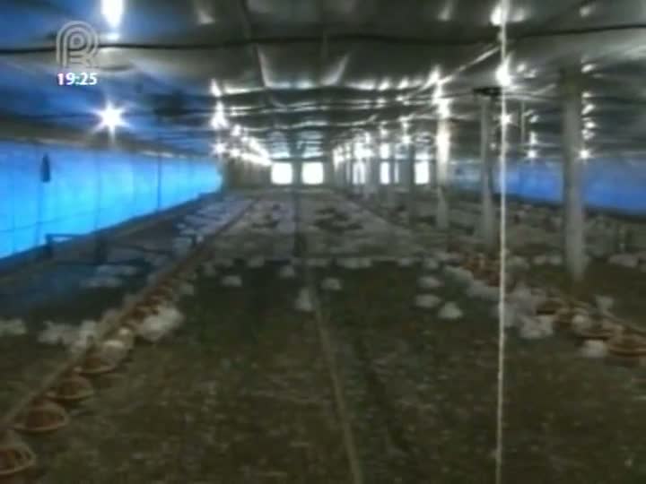 Falta de luz causa morte de onze mil frangos de SC