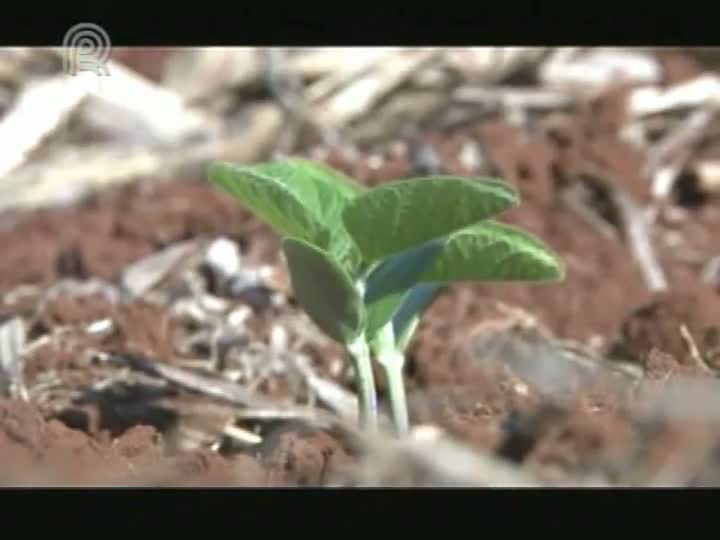 Programa Radar mostra variedade de soja que promete revolucionar agricultura brasileira