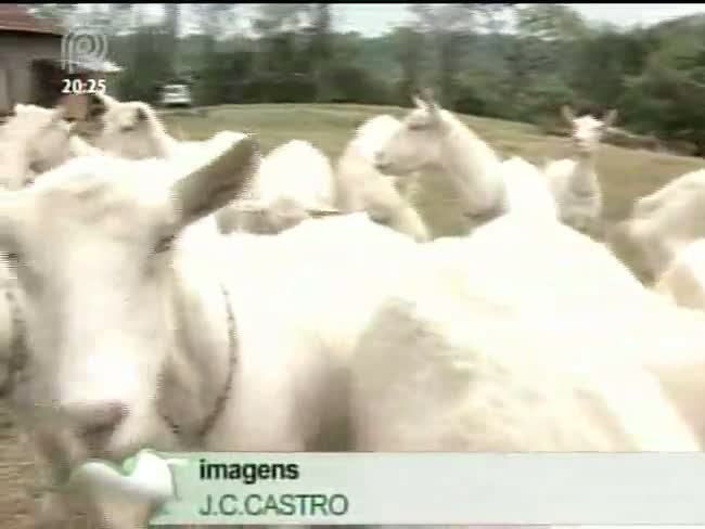 Série Conheça a Raça: saiba mais sobre a criação de cabra leiteira Saanen