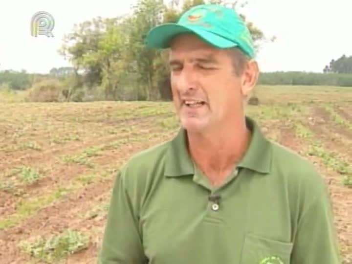 Produtores se preparam para colheita da melancia no Rio Grande do Sul