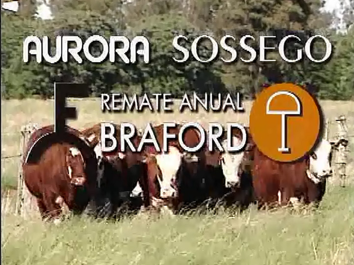 Aurora e Sossego - Remate Anual Braford