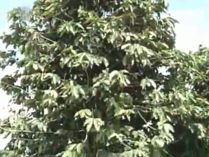 Preço médio do café acumula queda de 30%