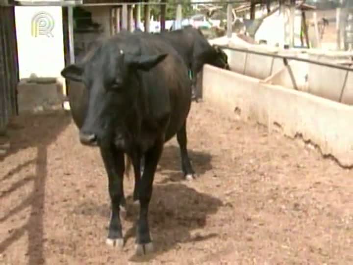 Seca prejudica alimentação do gado no Nordeste