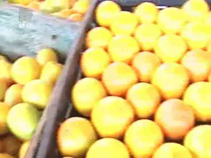 Governo realiza leilão de Pepro para amenizar crise na citricultura