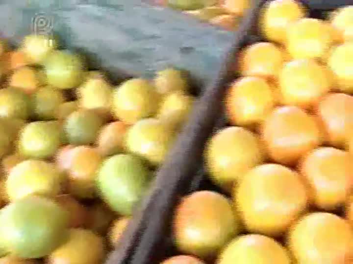 Governo realiza leilão de Pepro para amenizar crise na citricultura