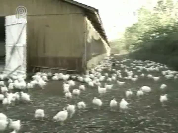 Crise dos frangos e suínos já atinge o consumidor