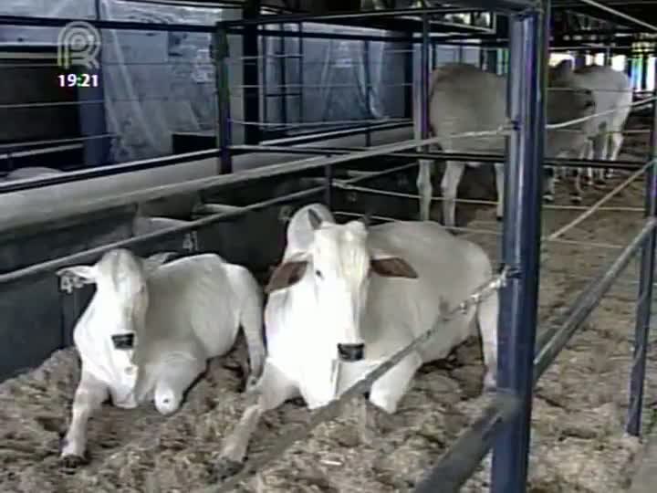 Começa a Expogenética em Uberaba (MG)