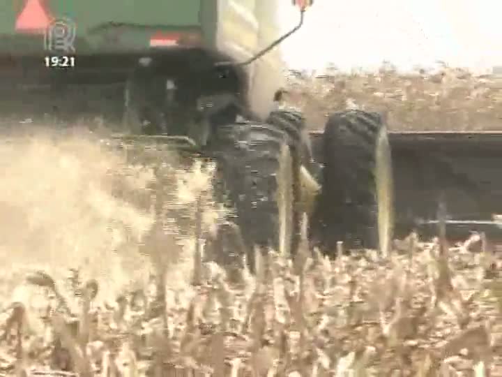 Milho safrinha tem produção histórica no Mato Grosso