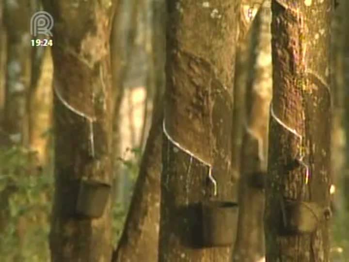 Mato Grosso do Sul quer se tornar maior fornecedor de borracha do Brasil