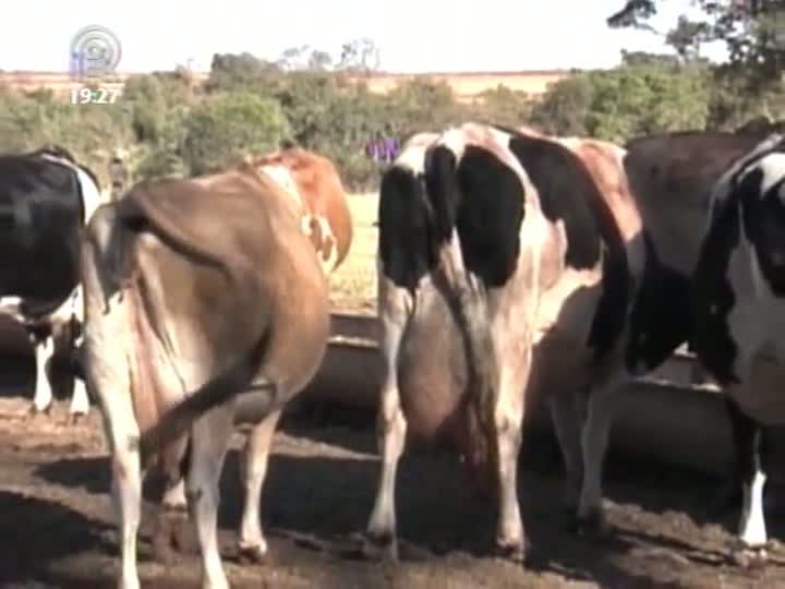 Pecuaristas enfrentam dificuldades com a alta do custo da produção leiteira