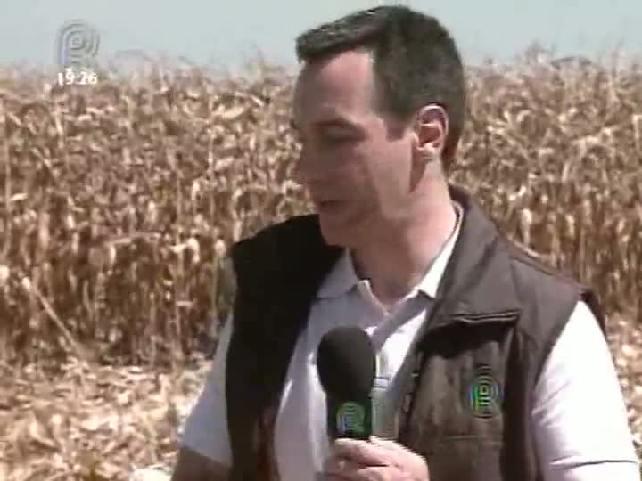 Veja últimos dias da colheita do milho safrinha