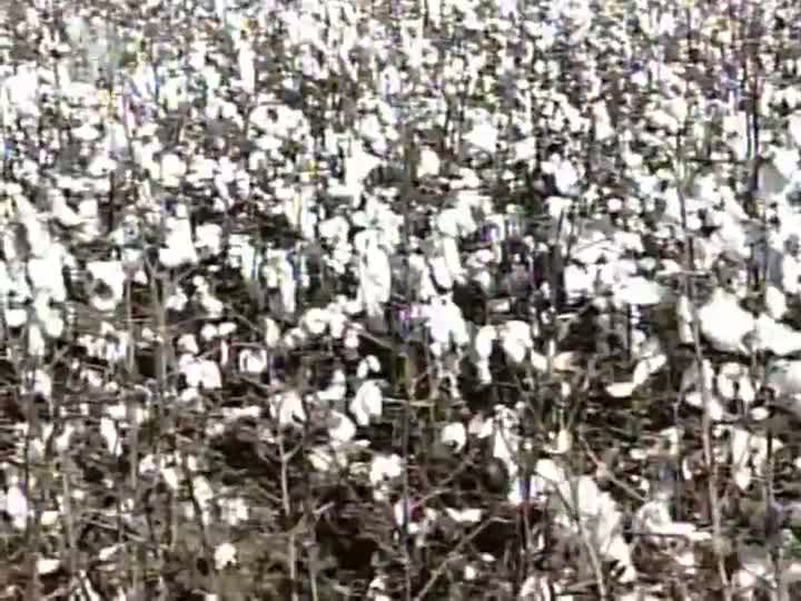 Área plantada de algodão diminui em Minas Gerais