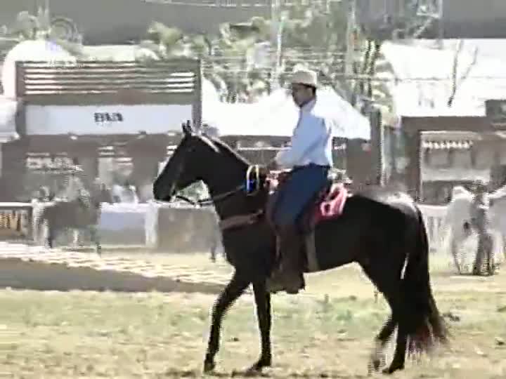 Termina em Belo Horizonte a Exposição Nacional do Cavalo Mangalarga Marchador
