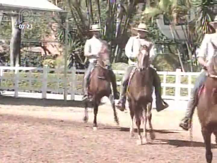 Melhoramento genético atrai novos criadores de cavalos mangalarga marchador