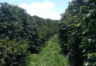 Exportação mundial de café tem alta de 0,25% em janeiro, diz OIC