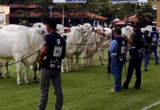 Expoinel espera movimentar R$10 milhões