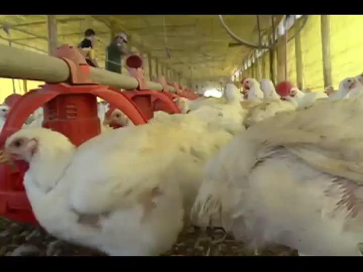 Aves podem morrer com paralisação dos caminhoneiros no Paraná