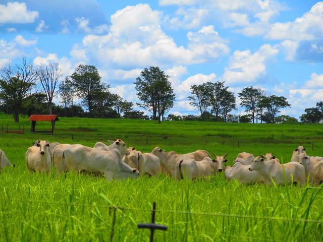 Fonte: Flavya Pereira/Canal Rural