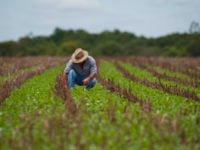 engenheiro agrônomo