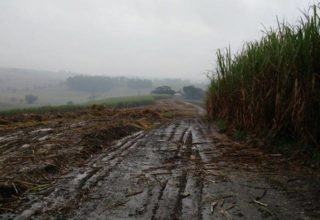 Fonte: Suelen Farias/Canal Rural