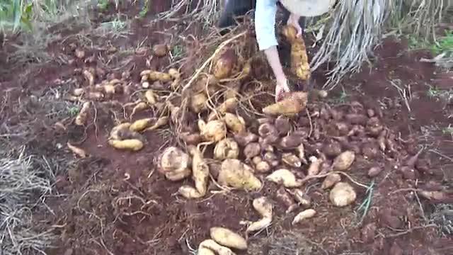 Produtor colhe pé de batata-doce com 148kg