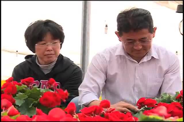 Floricultor produz 35 mil vasos por semana - Canal Rural