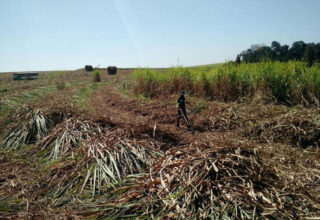 Fonte: Suelen Farias / Canal Rural