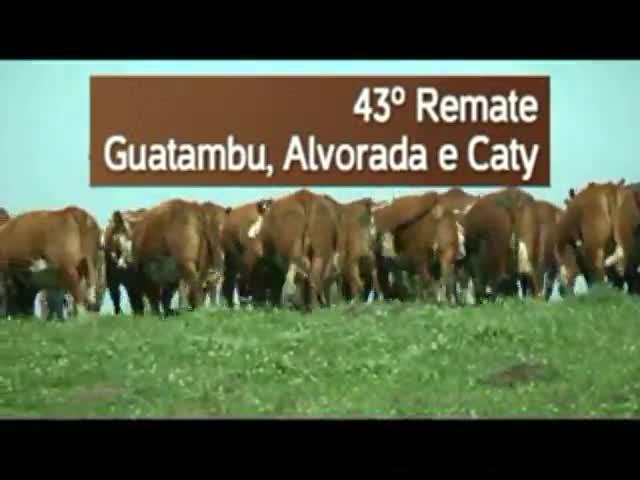 43º Remate Guatambu, Alvorada e Caty