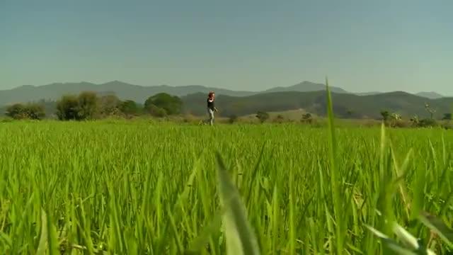 Sucesso no plantio de arroz no Vale do Paraíba