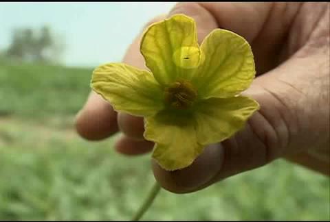 O certo e o errado na hora de plantar melancia