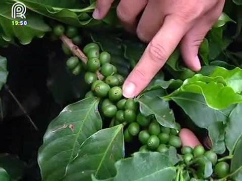 MG: Broca do café provoca prejuízo de R$ 7 mi