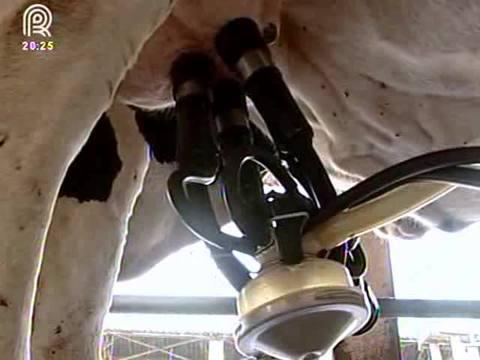 Produção de leite no Brasil deve crescer 2% no ano