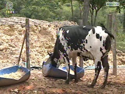 Preço do leite cai 10% no acumulado do ano