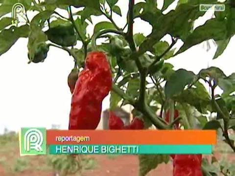 Saiba como cultivar variedades de pimenta gourmet