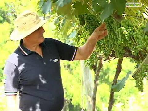 Frutas de fim de ano devem ter preço reajustado