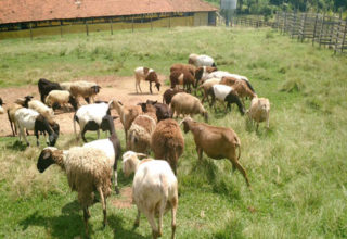 Fonte: Suelen Faris/Canal Rural