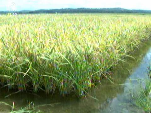 Quebra da safra de arroz chega a 15% no RS